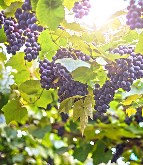 Plantação dos tipos de uva na Serra das Galés
