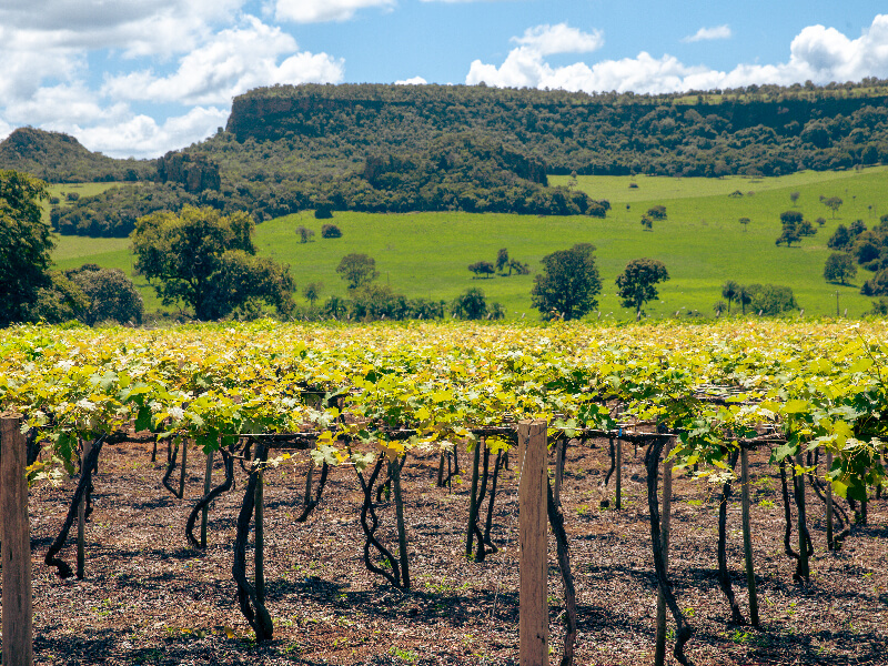 vinicola-wine-tour-04